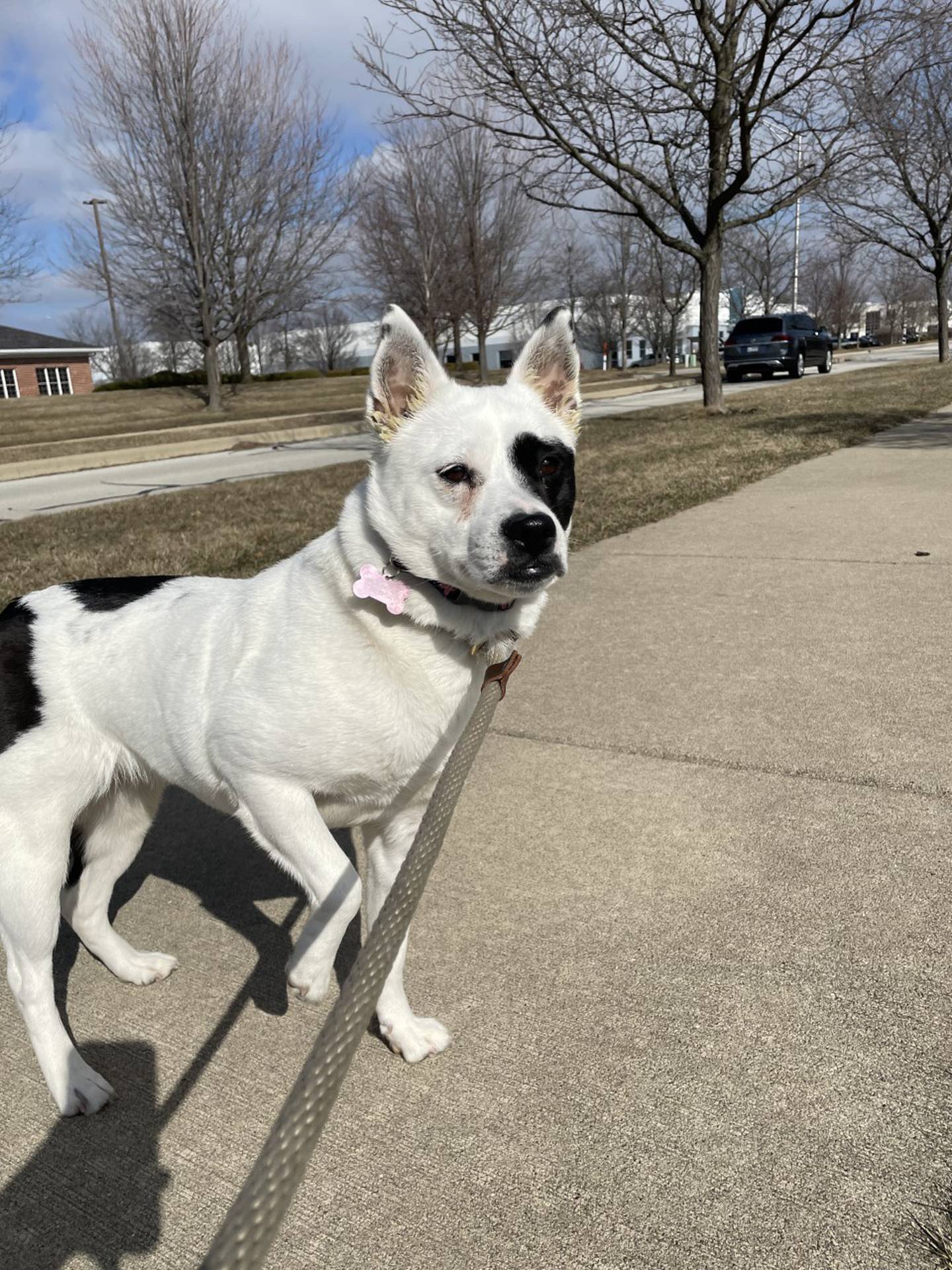 Gig is a 4-year-old American Eskimo/Boston terrier mix. She is a little shy initially but is coming out of her shell and showing her spunky personality. She is potty-trained and well-behaved. She likes walks and seems good with other animals and children.  Please email Dogadoption@nawsus.org to setup an appointment to meet her. Visit nawsus.org.
