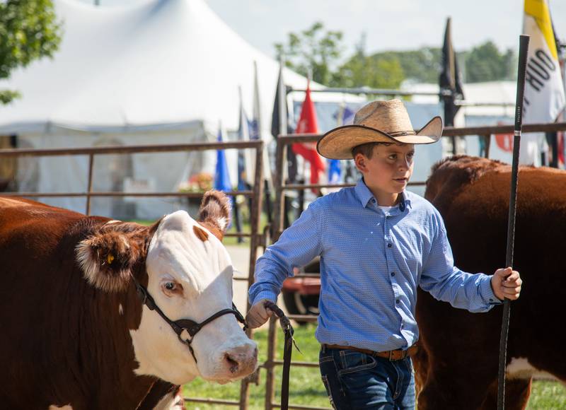 Cole Webb, 11, walks his cow into the 4-H beef show during the 75th Anniversary of the McHenry County Fair in Woodstock on Thursday, August 3, 2023. Webb later took first place in Hereford Steers.