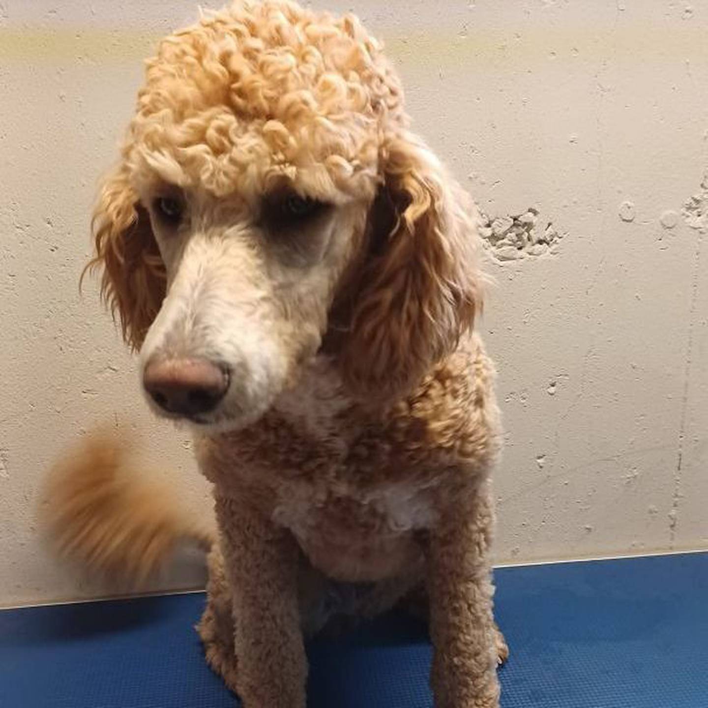 Jubilee is a 2-year-old poodle. She is friendly, affectionate, and loyal. She appreciates her alone time and is fond of relaxing in her bed. For more information on Jubilee including adoption fees please visit justanimals.org or call 815-448-2510.