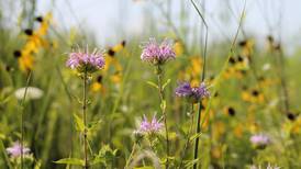 Hadley Valley Preserve in Joliet marks 20 years of wetland restoration work