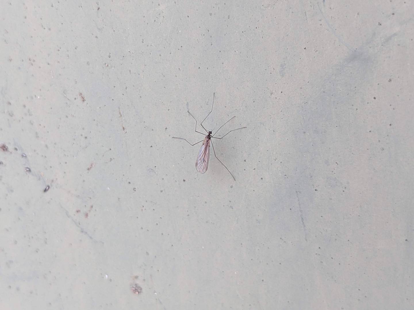 Hold eye out for bugs thriving in winter – Shaw Native