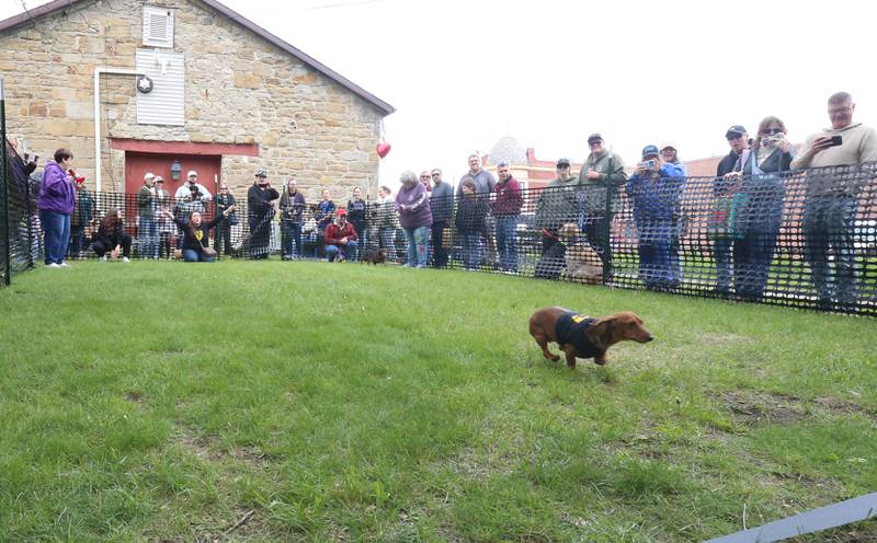 A Dachshund races to the finish line during the Doxie Derby on Saturday, May 2, 2026 next to the La Salle County Historical Society in Utica. The event was part of the Sip 'in' Snip Festival. Around a dozen dogs participated in the races. Proceeds from the event benefited Just Animals Shelter in Mazon.