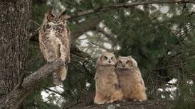 Owl pair, offspring take up residence in Crystal Lake