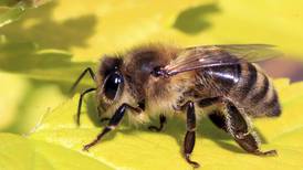 Save the Bees program set for April 21 in DeKalb