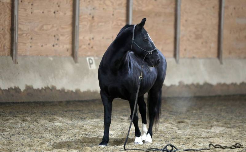 Prince works in the arena at Casey’s Safe Haven in Maple Park.