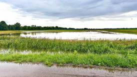 Rainy days up crop insurance claims in southern Illinois