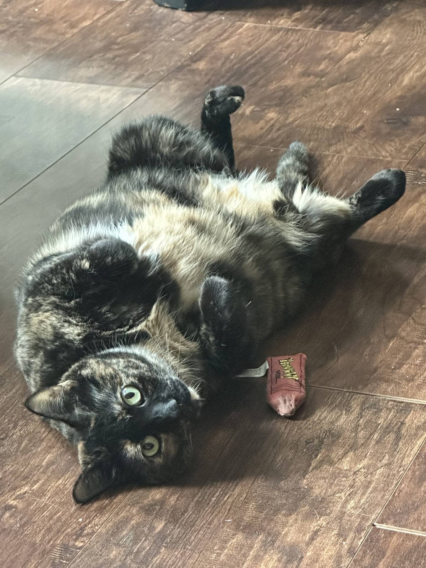 Sabrina is a very snuggly cat that’s made great progress living in a house with other non-dominant cats. Still, Sabrina will flourish with all the love a family can give to her and only her. She loves to play tag, too. To meet Sabrina, visit forgetmenotrescue.com.