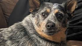 Pet of the Week: March 12, 2025