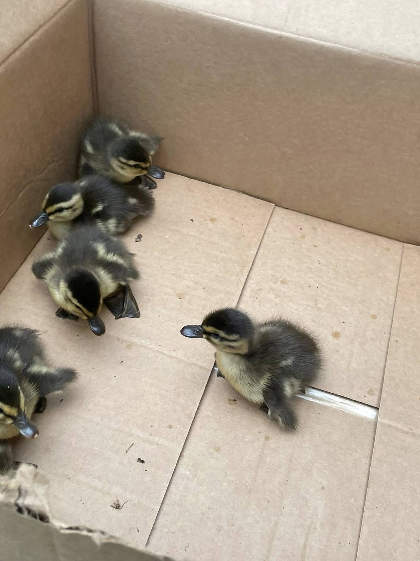 After being rescued from a storm drain in Yorkville, ducklings were carefully placed in a box by the Yorkville Police Department, before be released to the loving embrace of their mother.
