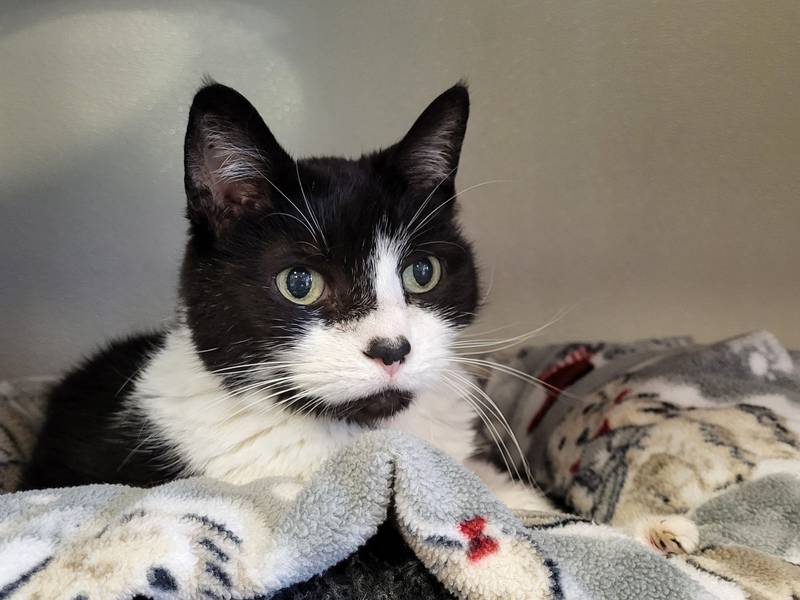 Had Milk is Save-A-Pet's pet of the week for March 30, 2023.