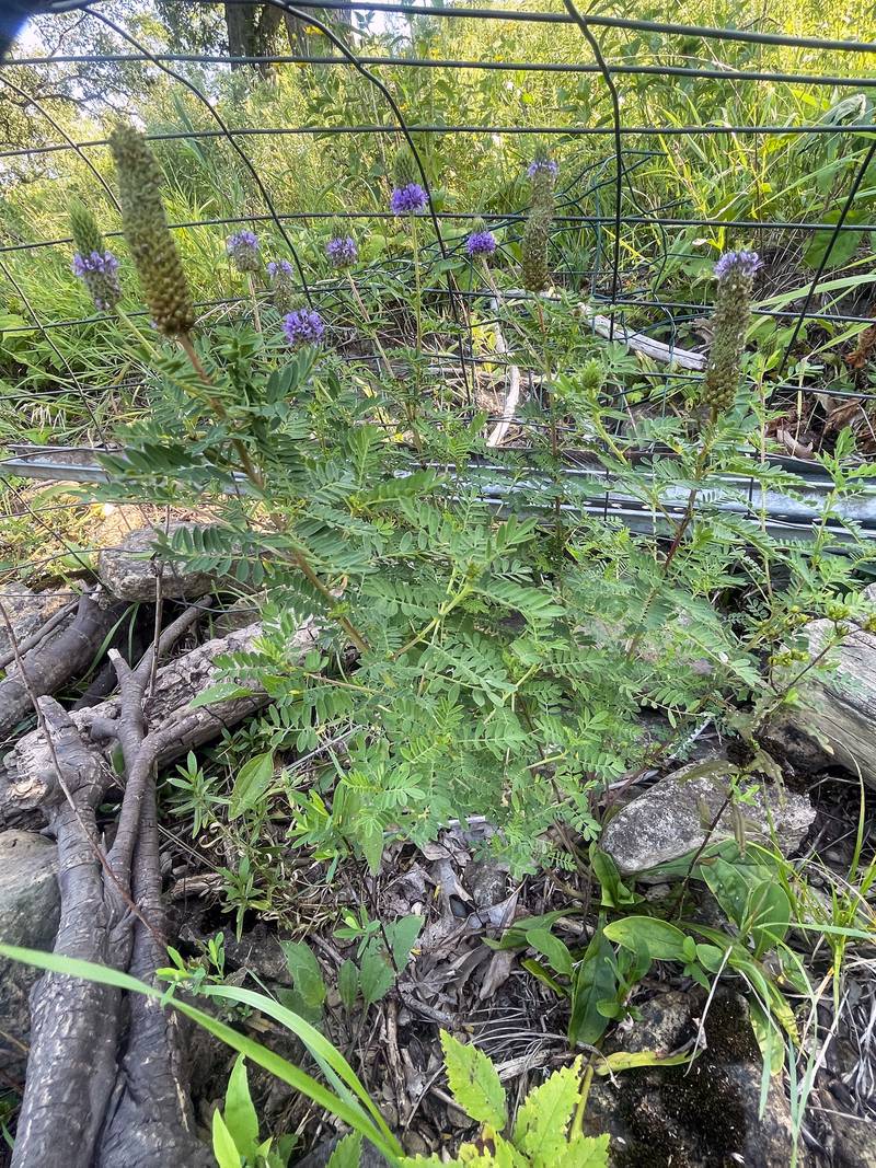 Endangered leafy prairie clover, shown protected by fencing on Aug. 9, 2025, was rediscovered on Langham Island by volunteer Karen Horn during a Friends of Langham Island stewardship day on July 17, 2025. The species hadn't been seen on the island since 1873.