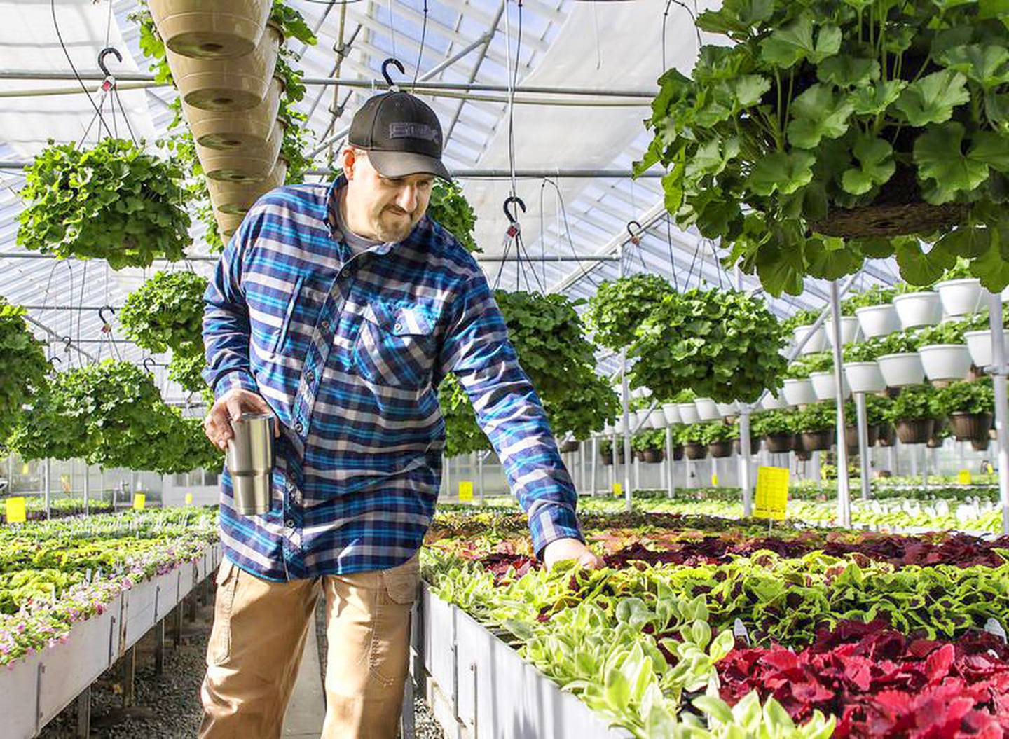 Matt Selmi of Selmi's in Rock Falls checks on his spring coleus plants.