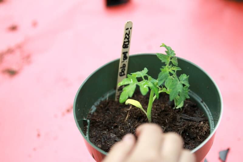 Washington Elementary School fourth graders planted cherry tomatoes at the Wheaton school on Tuesday, May 7, 2024. The plantings are part of the DuPage County Farm Bureau’s Grow Your Own Food project, which plans to include 4,000 fourth graders throughout DuPage County this spring.