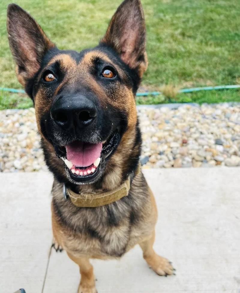 K-9 Officer Maddox retired from the Peru Police Department after five years of service alongside his handler Sgt. Matt Peters.