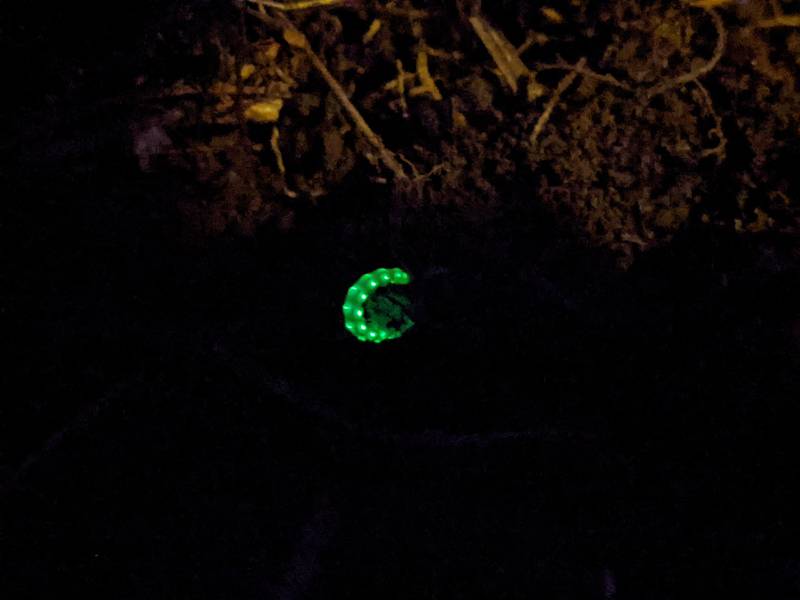 This insect’s genus name, Phengodes, can be traced to the Greek work for light – and with good reason. Phengodes larvae and adult females glow continuously ‘with the brilliancy of a circle of diamonds,’ according to one naturalist.
