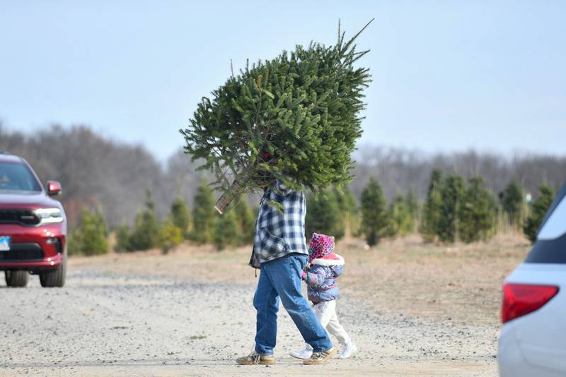 Clifford Perillo of Morris carries a Christmas tree while holding the hand of his 3-year-old daughter Keliana at Tammen Treeberry Farm in Wilmington on Nov. 30, 2024. The Perillos returned for their second year to the farm for their tree shopping.