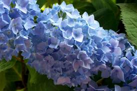 Lombard Garden Club to host hydrangeas presentation