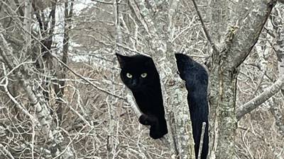 Illinois Valley companies rescue a cat stuck in a tree on Ben Samek Road in Peru