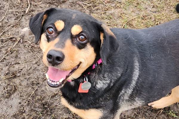 Dog seeks family to ‘train’ to play fetch with