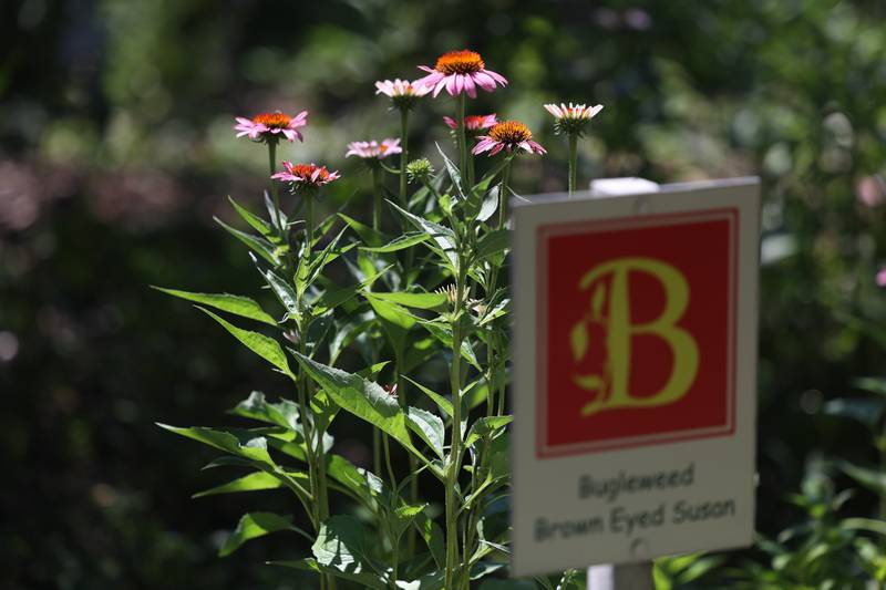 B is for Bugleweed Brown Eyed Susan that can be seen at the Children’s Garden in Elwood. The Children’s Garden in Elwood recently celebrated their 25th anniversary. Saturday, July 9, 2022 in Elwood.