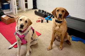 Electronic detection K9s assist in child exploitation arrest