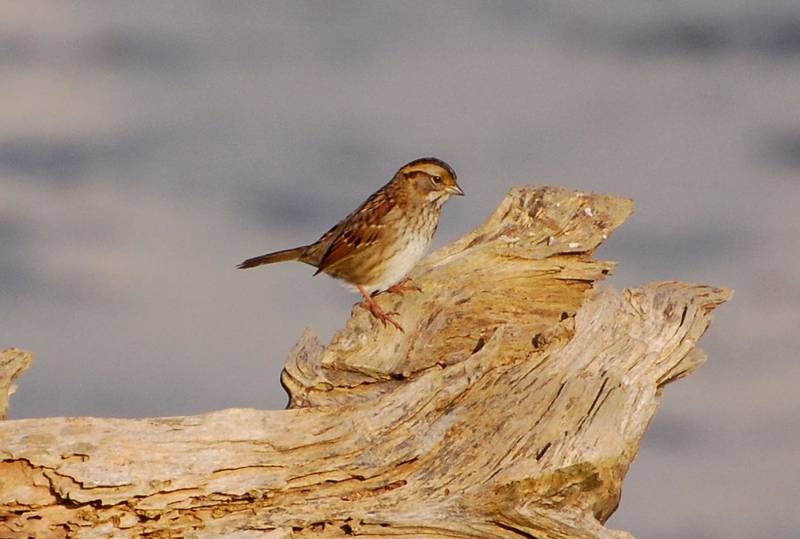 The Henslow’s sparrow has been spotted in the Forest Preserve District’s Kankakee Sands and Sand Ridge Savanna preserves, is listed as one of the Species in Greatest Conservation Need by the state.