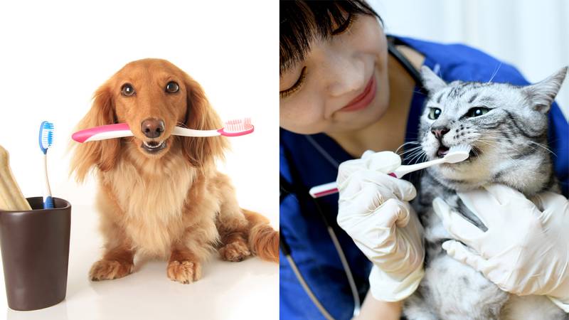All Creatures Great & Small - Pet Dental Health Month: Protecting the Health of Pets of All Shapes and Sizes