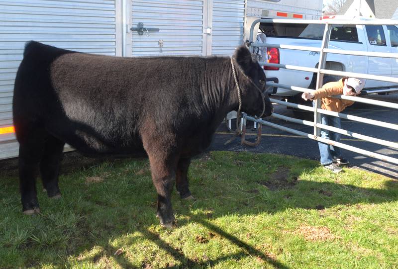 A Forreston Grade School student tries to entice a steer to sample some blades of grass at the Forreston FFA's Ag Day on Friday, April 12, 2024. In addition to the petting zoo, the event included farm tractors, and lessons from Forreston High School  FFA members.