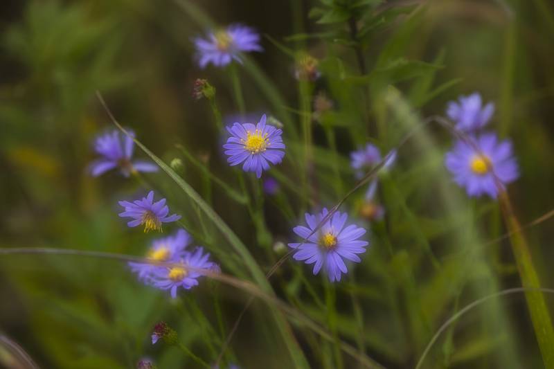 Prairie flowers are seen at Nachusa’s Autumn on the Prairie Saturday, Sept. 20, 2025. The photographer used a double exposure technique to add a painted-like quality.