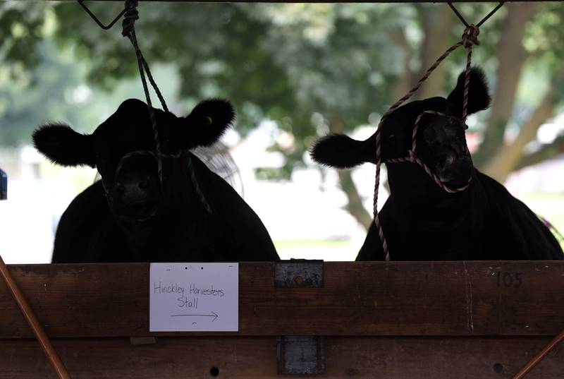 A pair of cows spend some time in the barn Friday, Aug. 1, 2025, during the DeKalb County 4-H Livestock Fair at the Sandwich Fairgrounds.