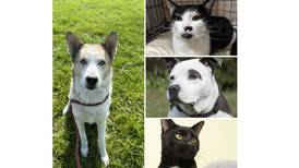 Pets of the Week: Oct. 30, 2023