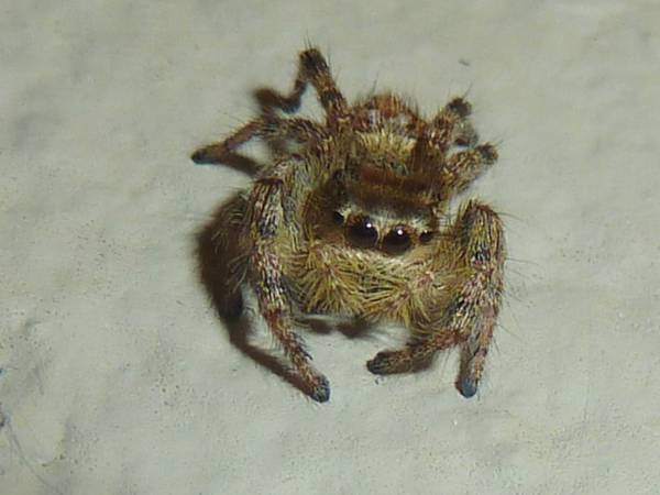 Good Natured in St. Charles: Jumping spiders exhibit teddy bear charm