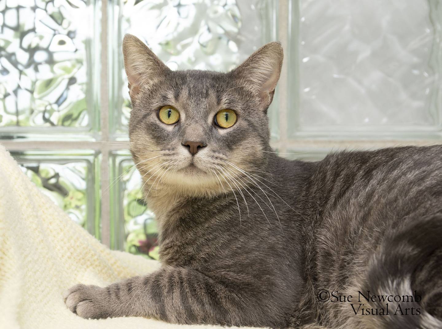 Joey is a large, chill domestic shorthair mix cat that is approximately 5 years old. He enjoys gentle pets and watching his surroundings. Joey is FIV-positive and must always be an indoor cat and current with his vaccinations. Contact the Will County Humane Society at willcountyhumane.com and follow the instructions for the adoption process.