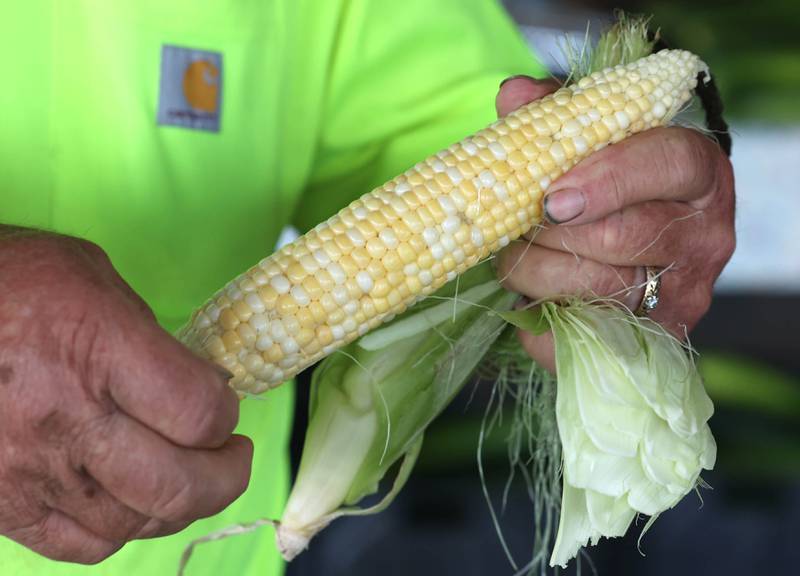 Rob Wessels, owner of Wessels’ Family Farm, shucks an ear of sweet corn Thursday, July, 18, 2024, at the market in DeKalb.