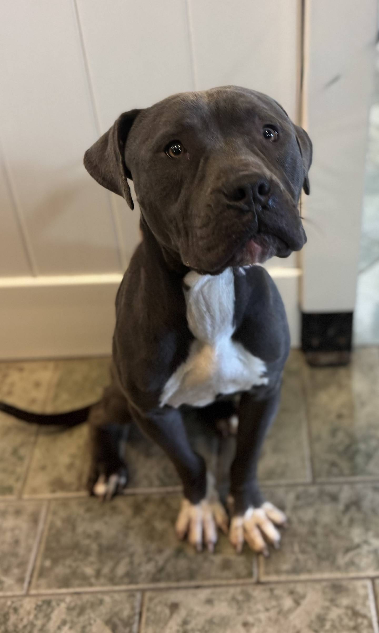 Glacier is a gentle and loving 2-year-old terrier that was found as a stray severely emaciated. He is slowly gaining both weight and trust, and his sweet personality is beginning to shine. He currently weighs 50 pounds, but  he will be closer to 60 pounds when he attains a healthy weight. Glacier is incredibly smart and already knows several commands. Glacier must be the only pet in the home with children over age 10. He is very wary of men, so he needs a female-only home or a very patient man who understands that trust takes time, space, and consistency. To meet Glacier, email Dogadoption@nawsus.org. Visit nawsus.org.