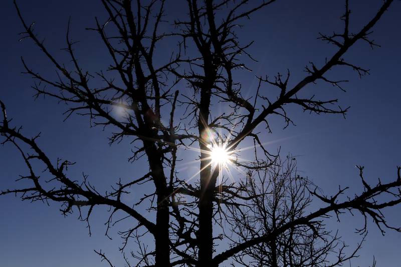 The sunsets behind a tree at the McHenry County Conservation District's Elizabeth Lake Nature Preserve Varga Archeological Site on Wednesday, March 6, 2024, The wetland area near Richmond along the Wisconsin Board is  composed of every stage of wetland. The area also a habitat for  29 species of native fish, 200 species of plant life, 55 species of birds, 15-20 butterfly species, and 20 state threatened and endangered species