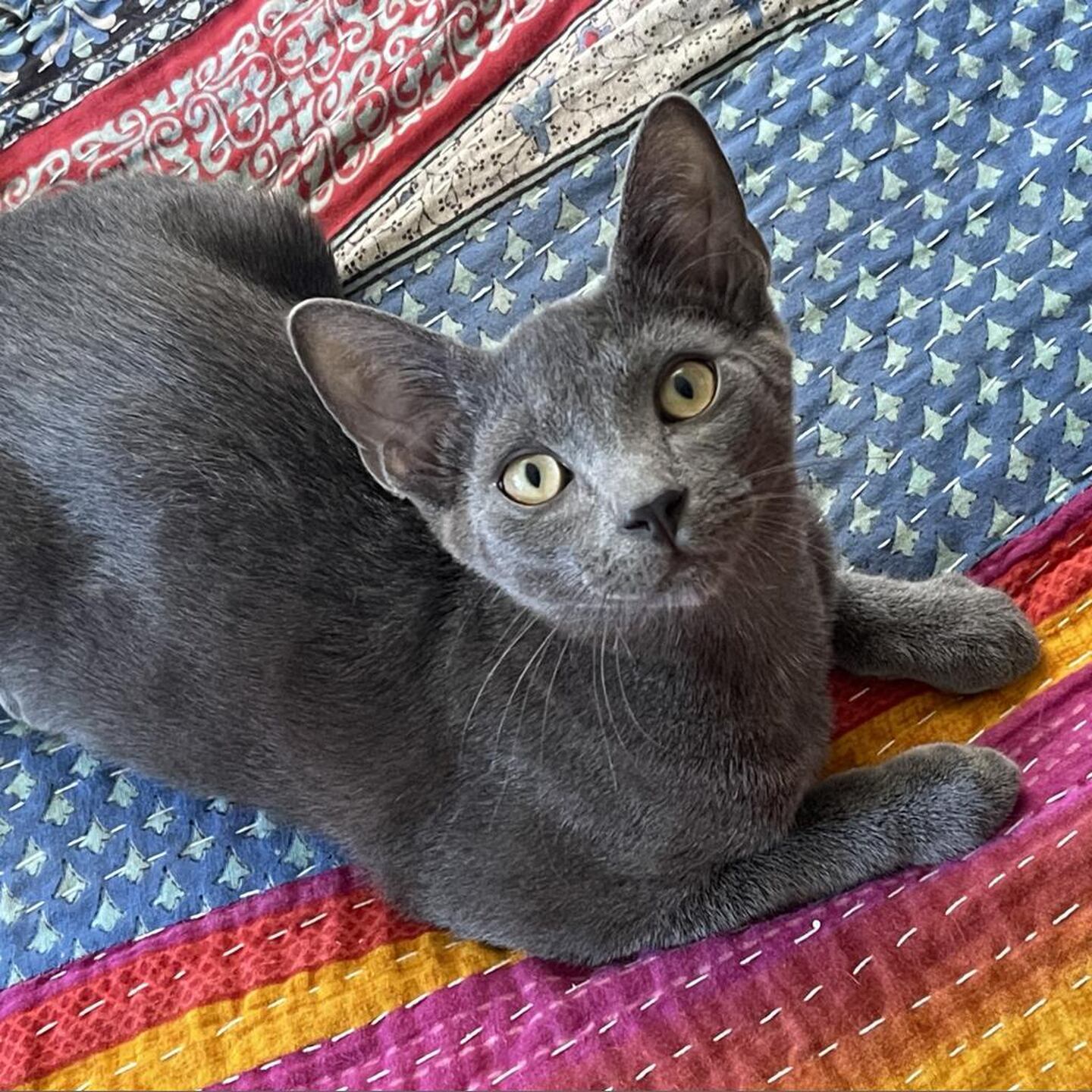 Saros Aura was born during the week of the 2024 solar eclipse. He is energetic, playful, loves belly-up naps and thrives on social interaction, especially with his furry friends. He enjoys romping with his siblings. He needs a family with another friendly and playful young cat. To meet Saros Aura, visit ForgetMeNotRescue.com/adoptables.