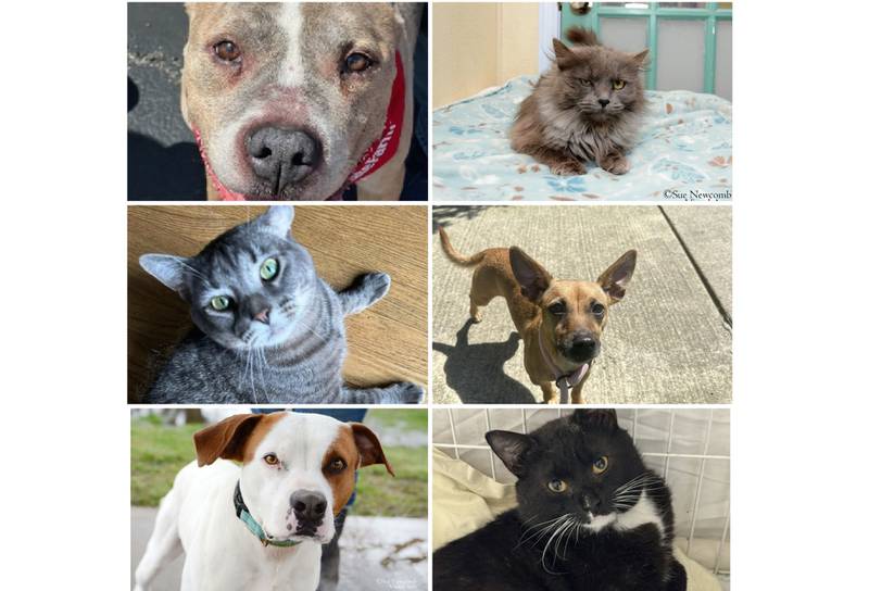 The Herald-News presents this week’s Pets of the Week. Read the description of each pet to find out about it, including where it can be adopted in Will County.