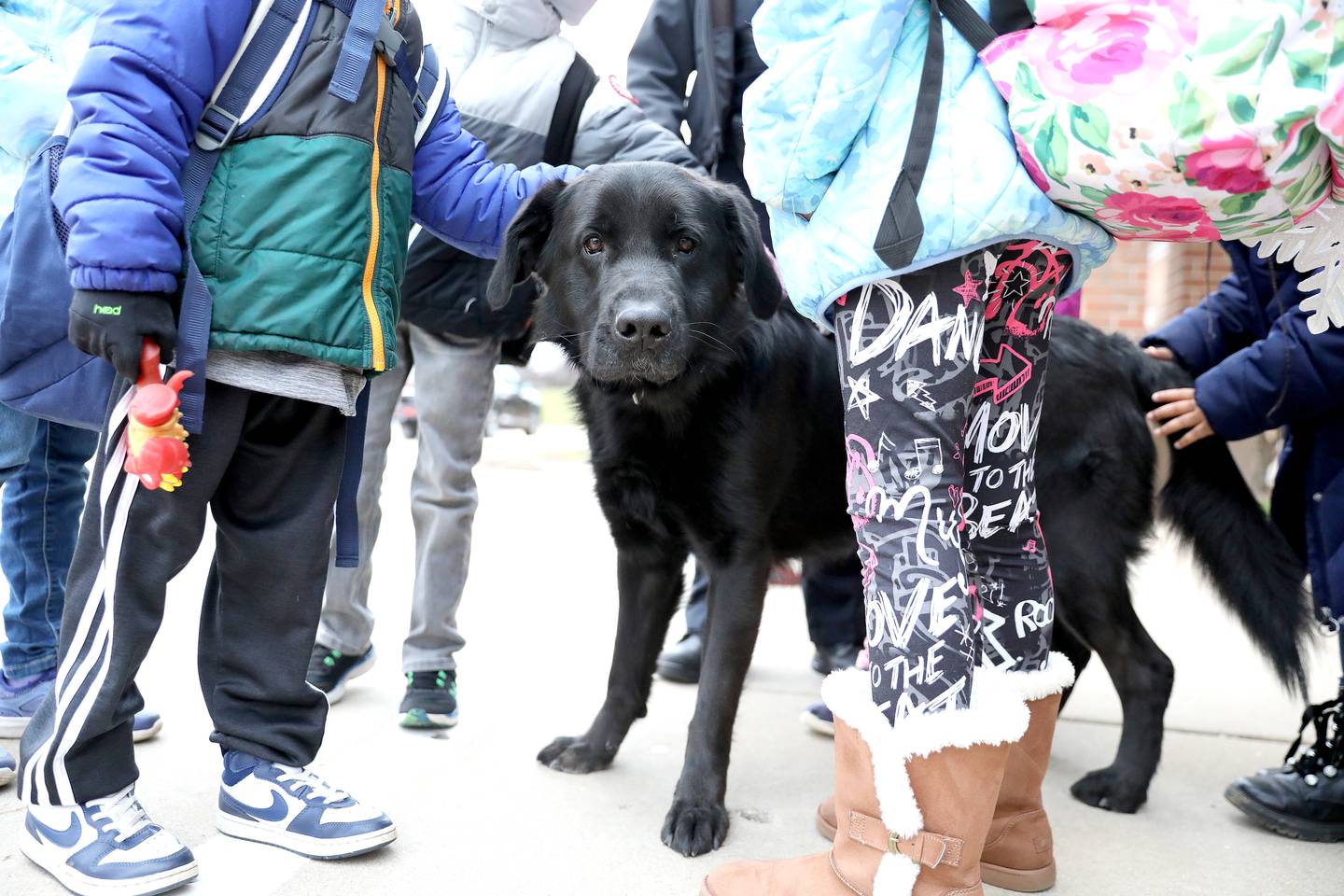 Charlie, the St. Charles Police Department’s comfort dog, greets students as they arrive at Bell Graham Elementary School in St. Charles. Charlie’s handler is St. Charles Police Officer Meghan Kramer.