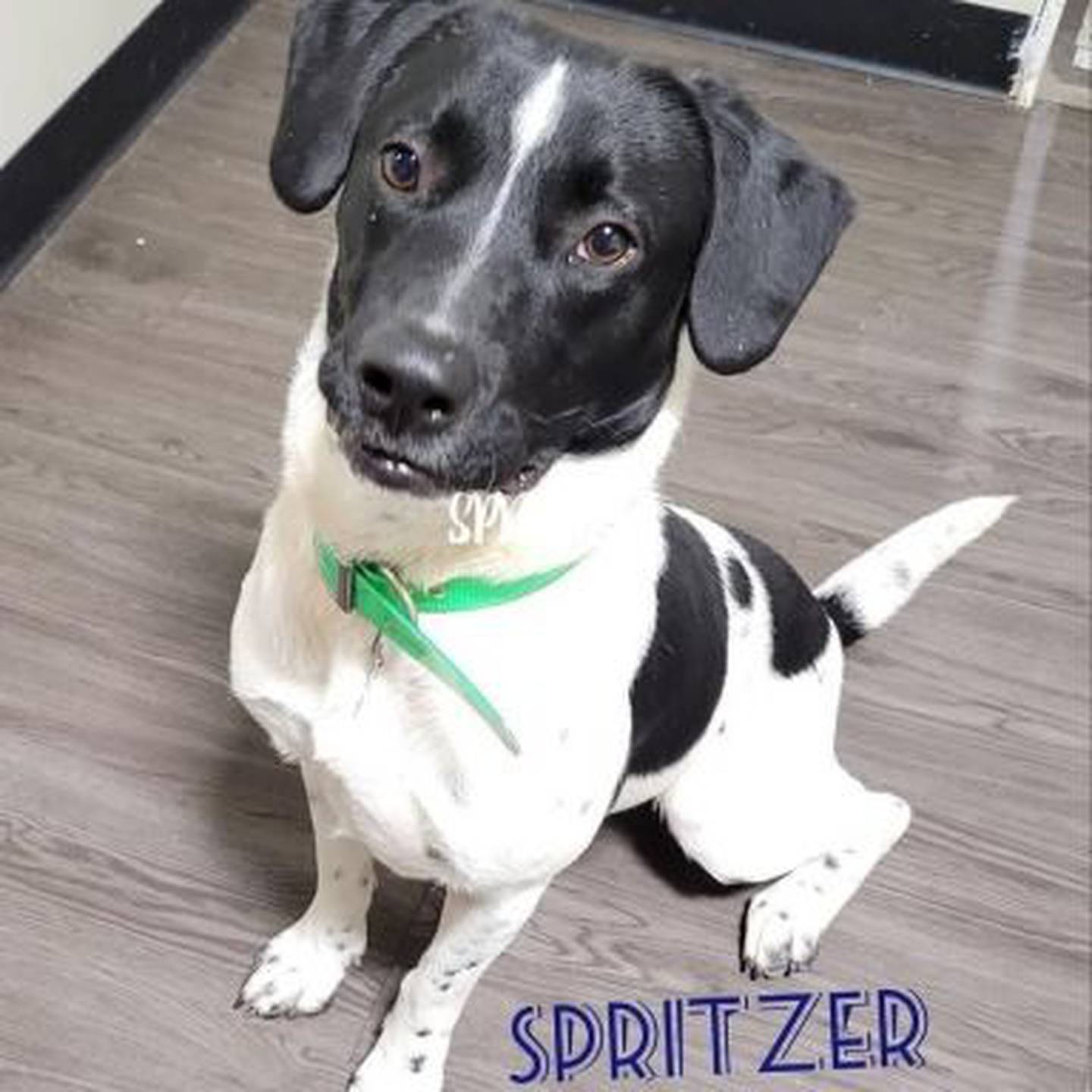 Spritzer is a 2-year-old lab and pointer mix who came to Hopeful Tails from a high kill shelter down south. He likes to play with other dogs.  To meet Spritzer, contact Hopeful Tails Animal Rescue at hopefultailsadoptions@outlook.com. Visit hopefultailsanimalrescue.org.