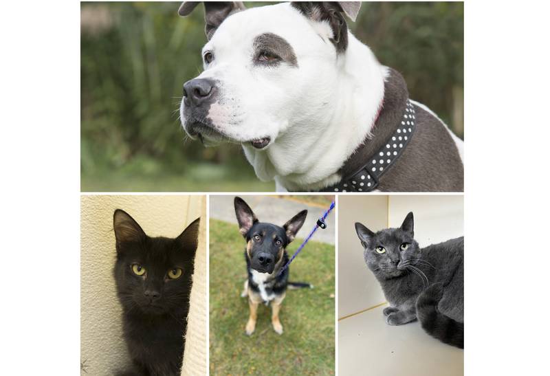 The Herald-News presents this week’s Pets of the Week. Read the description of each pet to find out about that pet, including where he or she can be adopted.