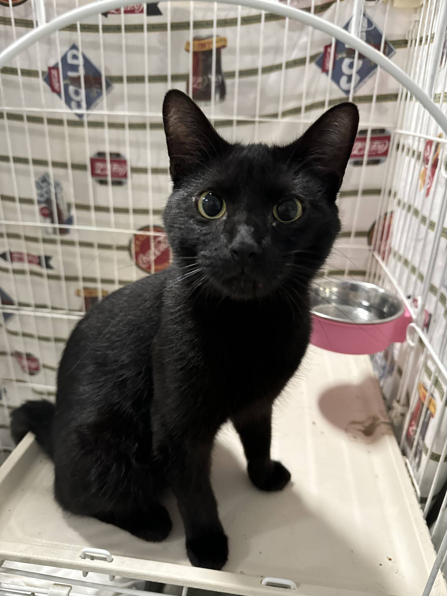 Two-year-old Noa was found as a stray surviving on his own outdoors and needs a safe home. Noa is charming, confident and friendly. He is curious about new people and will jump up to greet visitors. He is eager for attention and easily shows his affectionate nature. He will enjoy the center of attention in a loving home. Noa will make a loyal companion – full of love and playfulness. To meet Noa, email Catadoptions@nawsus.org with any questions or to meet him. Visit nawsus.org.