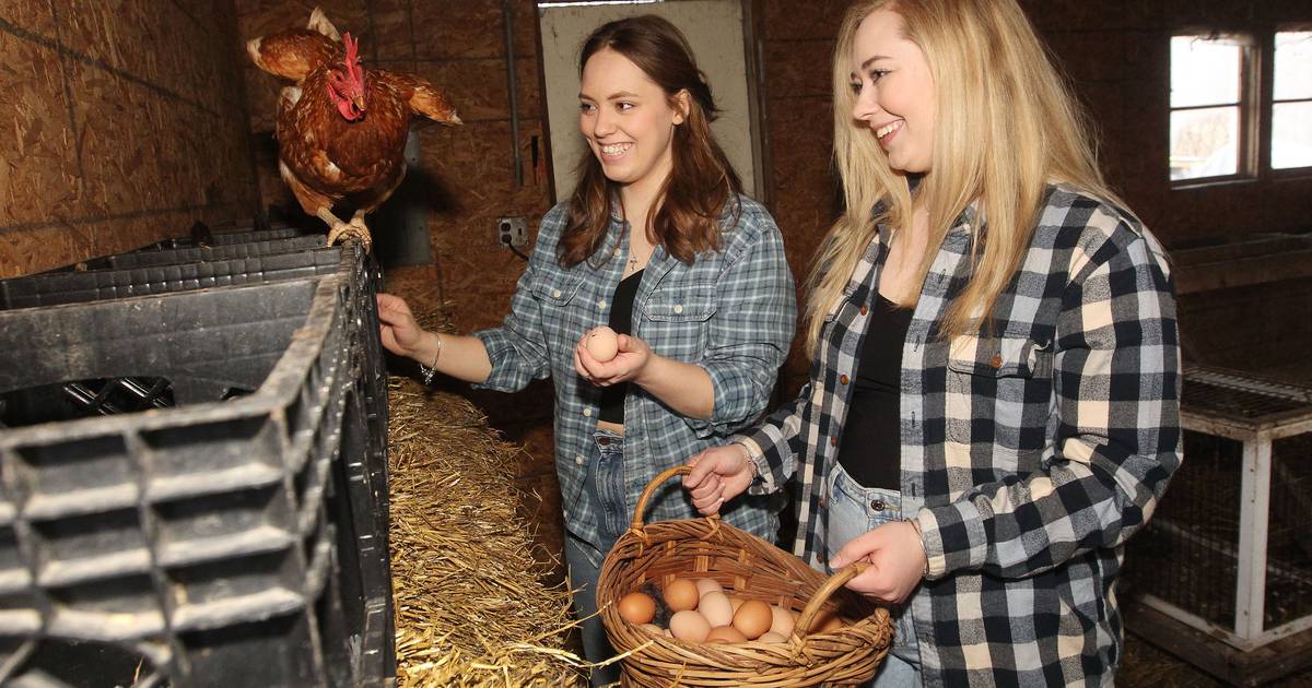 Farm-fresh eggs? How about a wedding? Lake Villa farm expands with chapel – Shaw Local