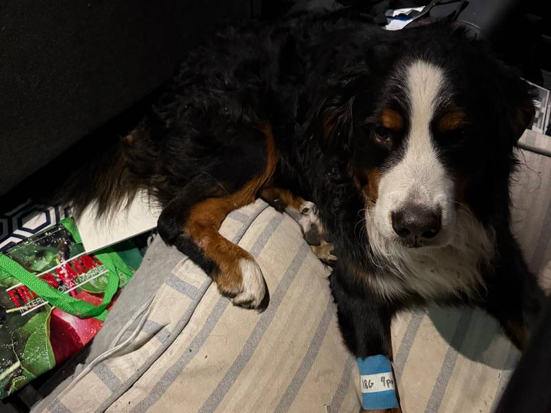 Charlie, a Bernese mountain dog, was found on Sunday, Jan. 5, 2025, after going missing on Dec. 30. He was found with the help of a thermal imaging drone, but had a broken leg, likely after being hit by a car.
