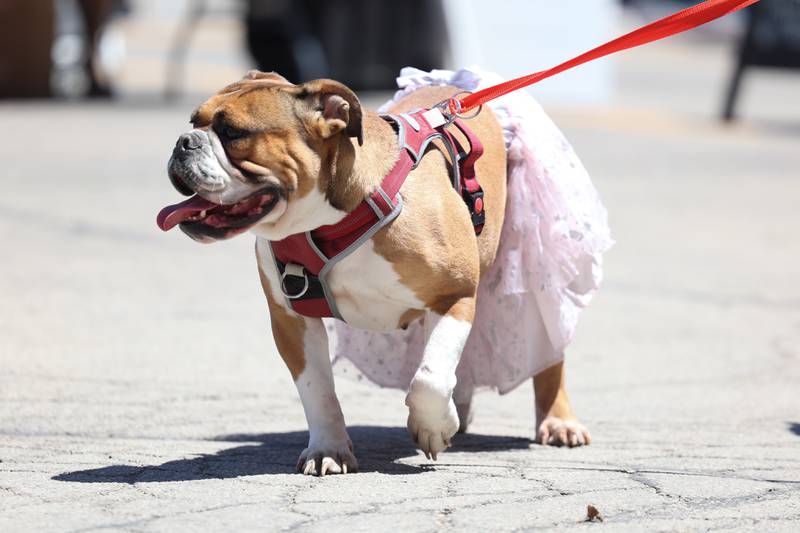 Wren is a 6-month-old English bulldog sporting a pink skirt. Wren is currently undergoing heart worm treatment and is one of the animals up for adoption during Paws on 66 Pet Rescue Day on Saturday in Joliet.