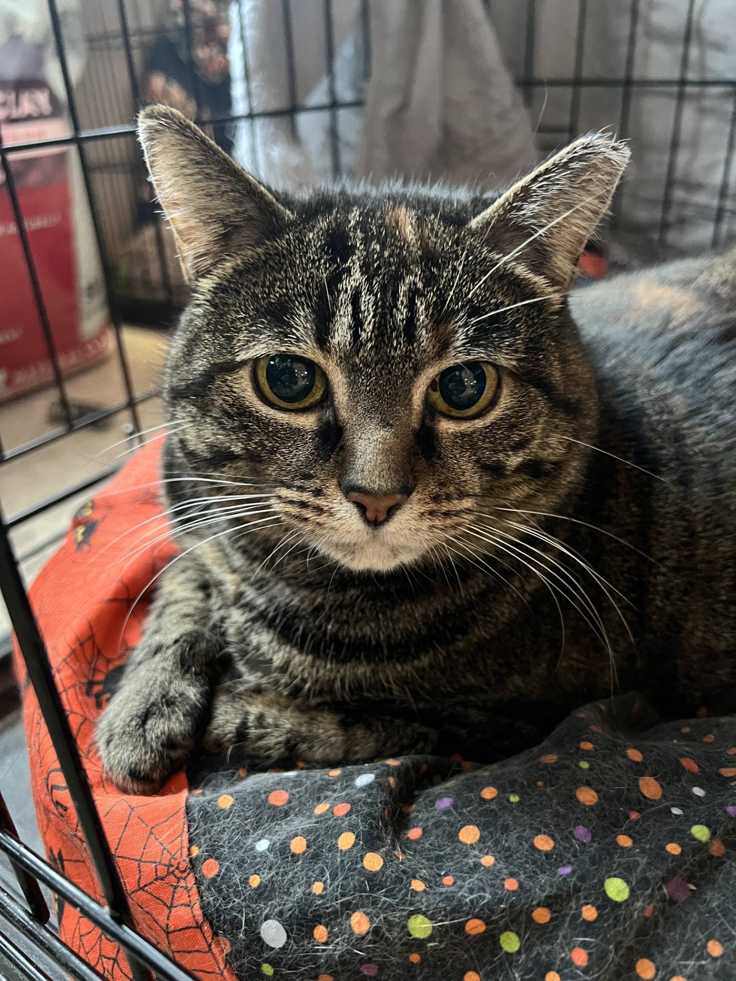 Sour Patch Kid is a-4-year-old tabby that was found as a stray and came to NAWS terrified. Thanks to the patience and persistence of NAWS staff and volunteers, Sour Patch Kid now desires loves and attention. Sour Patch Kid loves head and full body pets.  She enjoys treats and catnip toys but is a fairly calm girl. To meet Sour Patch Kid, email Catadoptions@nawsus.org. Visit nawsus.org.