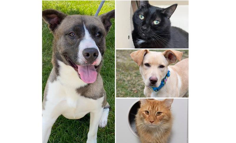 The Herald-News presents this week’s Pets of the Week. Read the description of each pet to find out about that pet, including where it can be adopted in Will County.