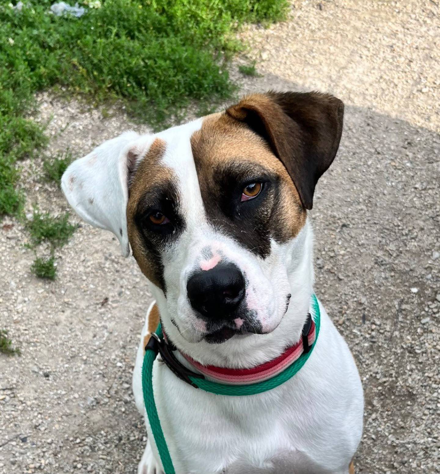 Marlo is a sweet 75-pound, 3-year-old pit bull/Saint Bernard mix. She is a very goofy, loving and active and needs a strong person to love as she is still learning her manners. Her favorite toy is a Kong “jumbler” ball; she would run around with one for hours. Marlo needs a home without other pets where she can get her energy out. Due to her size and strength, she’d do best with teens. Contact the Will County Humane Society at willcountyhumane.com and follow the instructions for the adoption process.