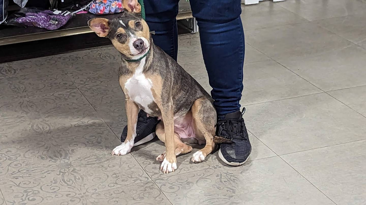 Cassidy, a 2-year-old terrier mix and mother of eight puppies, poses for the camera at Hopeful Tails Animal Rescue in Joliet on Thursday, February 9, 2023. Hopeful Tails is one of four animal rescues that will benefit from the "Comedy for the Critters" fundraiser on Feb. 25.