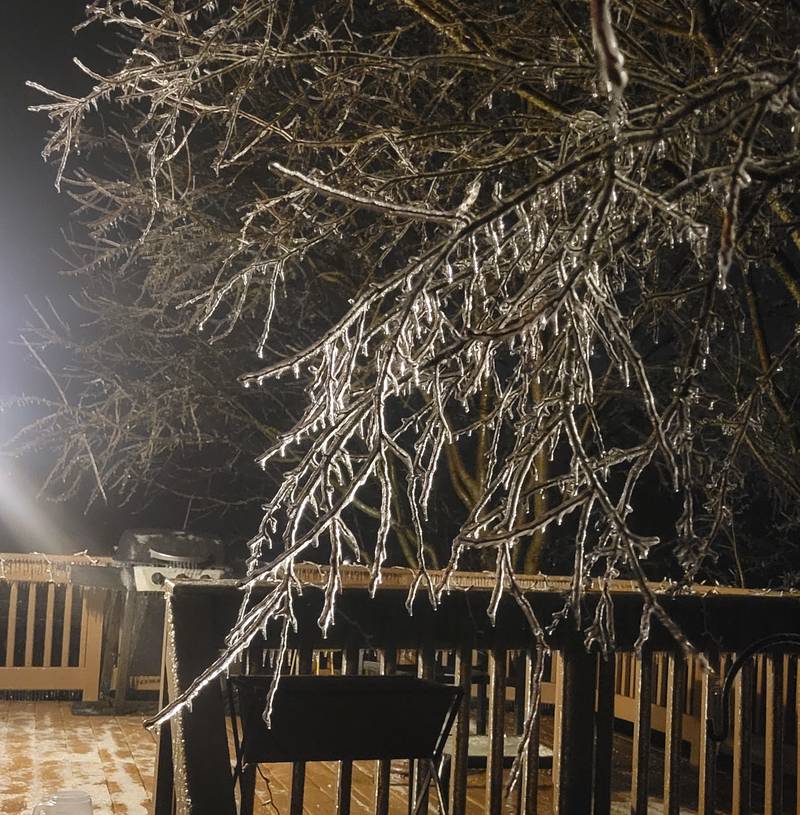 Tree branches are encased in about 1/8-inch sheet of ice by about 3:30 p.m. Wednesday, Feb. 22, 2023, during an ice storm in Marengo.